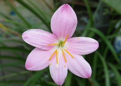 crocus sativus ou safran