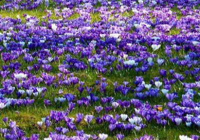 crocus sativus ou safran